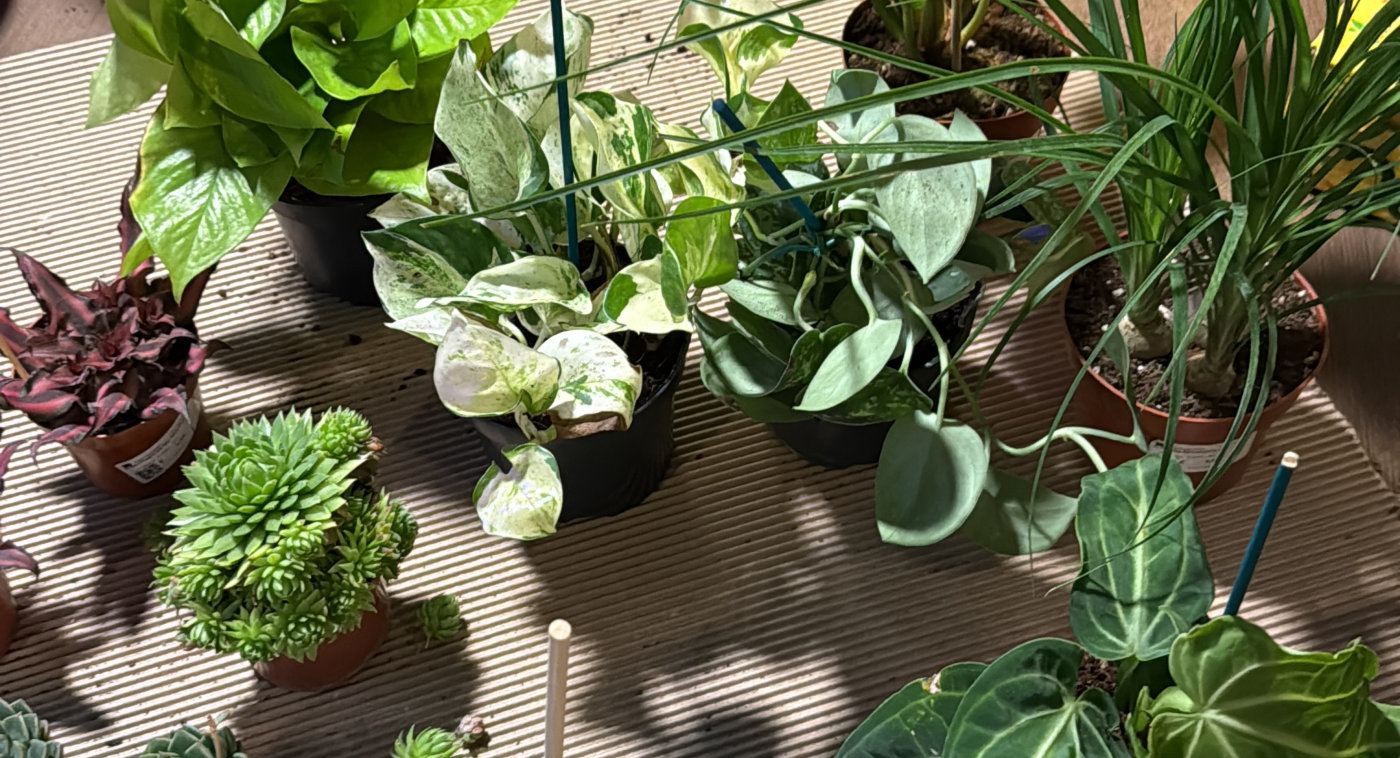 Piante da interno e succulente sul tavolo da lavoro di Piantefaidate