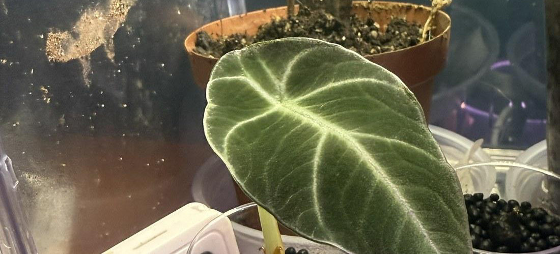 Foglia vellutata di una giovane Alocasia Black Velvet