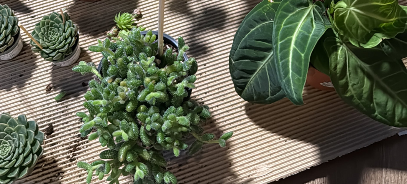 Succulente e Anthurium visti dall'alto