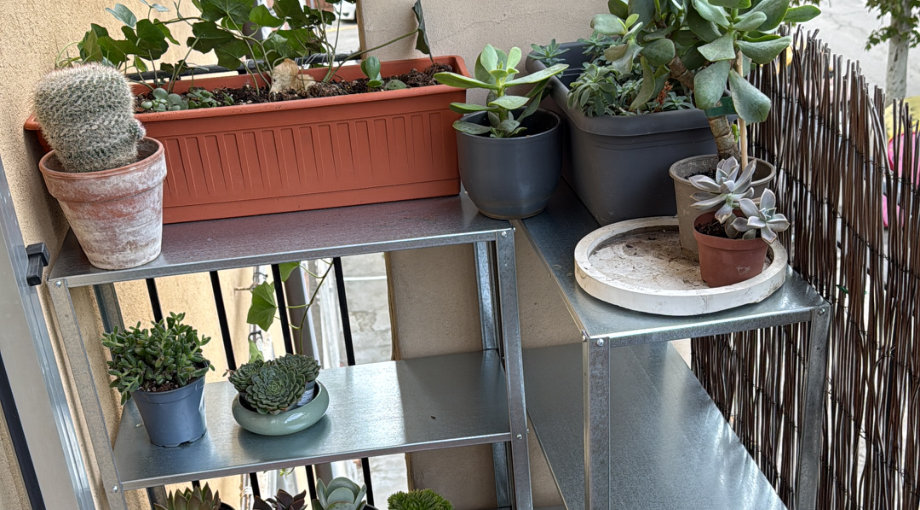 Balcone con scaffali di succulente e cactus