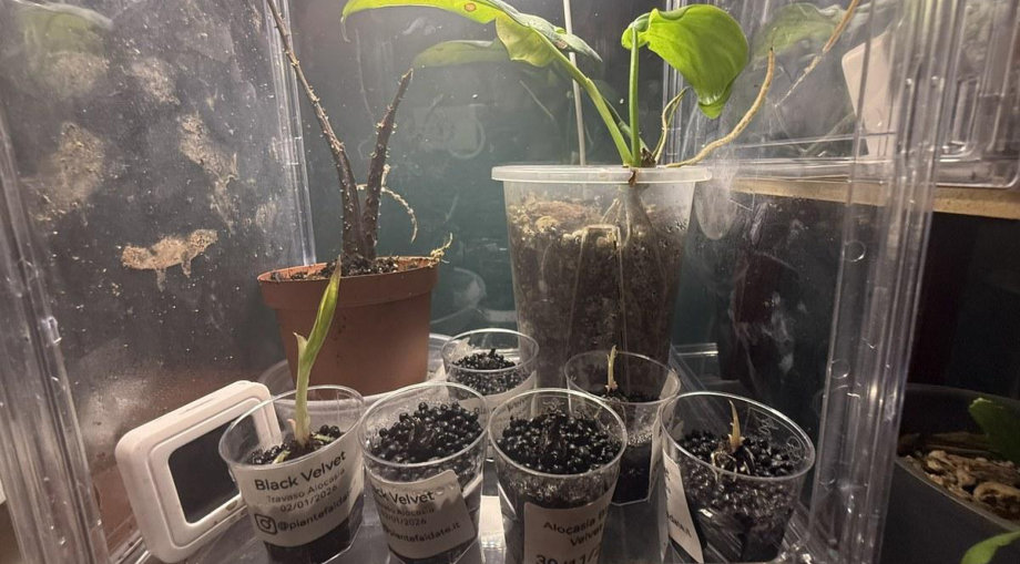 Teca di propagazione con cormi di Alocasia Black Velvet