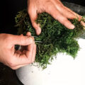 Spille Ferma Piante a Forma di U – Acciaio Antiruggine Grigio Argento per Rampicanti, Schiuma Floreale e Ghirlande